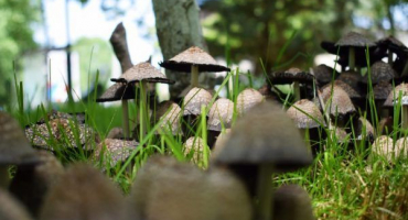 Jak se zbavit hub na trávníku – osvědčené metody